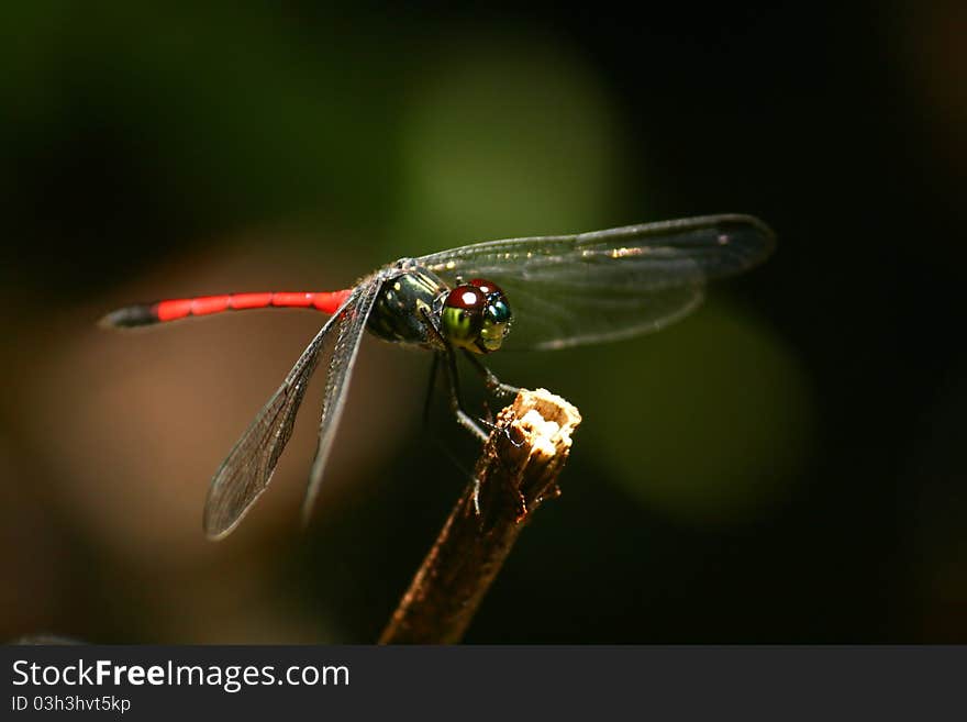 A Dragonfly, (Agrionoptera insignis) basks in the sun light. A Dragonfly, (Agrionoptera insignis) basks in the sun light