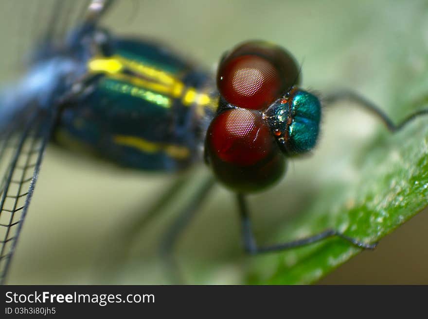 Up close on the eyes of the dragonfly (Cratilla lineata). Up close on the eyes of the dragonfly (Cratilla lineata)