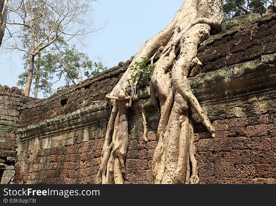 Tree growing on ancient Angkor Wat ruins