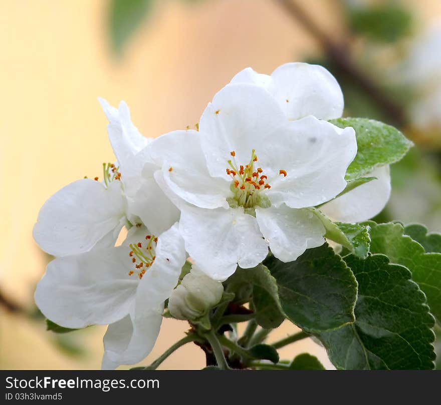 Sprig of apple blossom