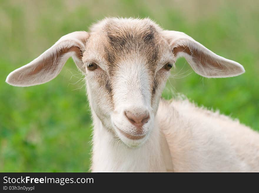 White goatling on green grass. White goatling on green grass