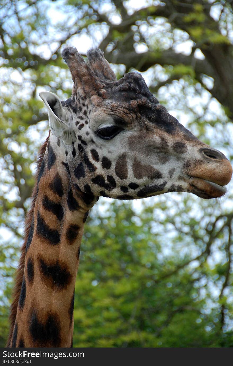 Close-up profile shot of adult male giraffe at Longleat Safari Park in Wiltshire, UK. Close-up profile shot of adult male giraffe at Longleat Safari Park in Wiltshire, UK