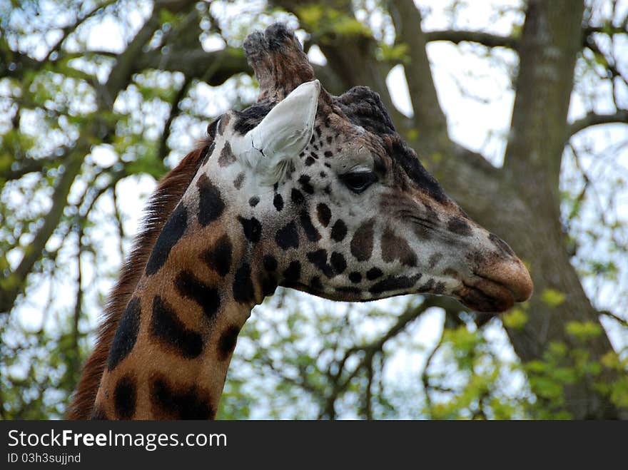 Close-up profile shot of adult male giraffe at Longleat Safari Park in Wiltshire, UK. Close-up profile shot of adult male giraffe at Longleat Safari Park in Wiltshire, UK