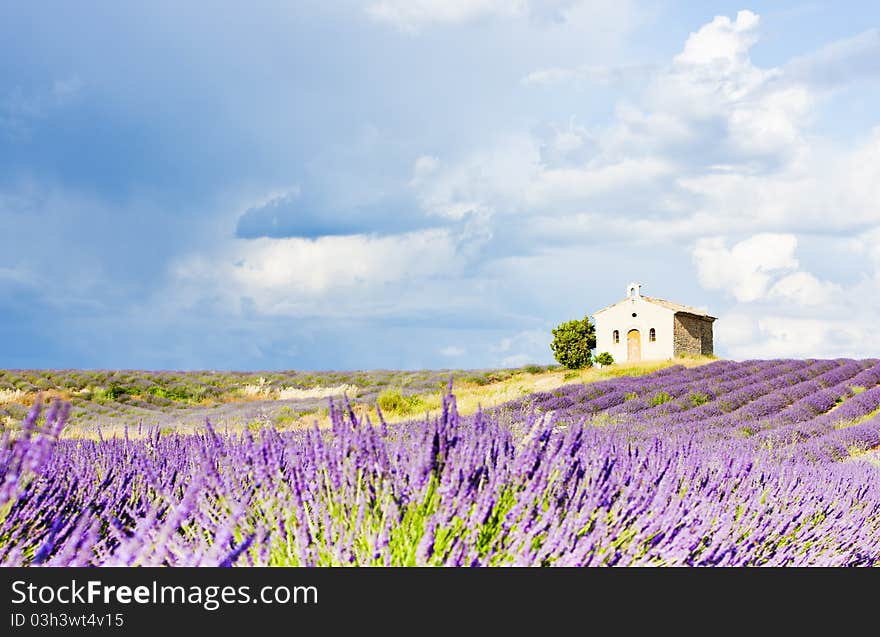 Lavender field, Provence