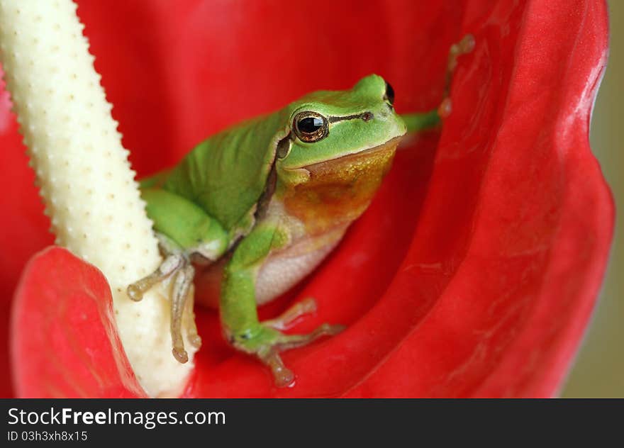 Tree-frog