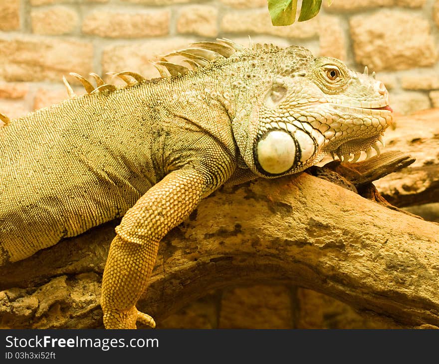 Iguana shot at close up range