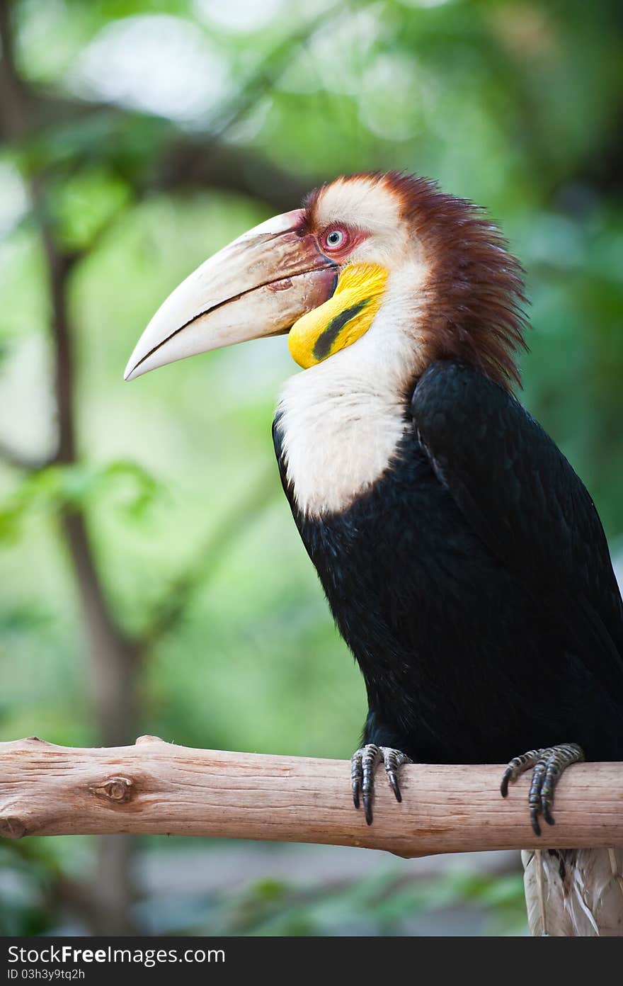 Wreathed Hornbill in a zoo