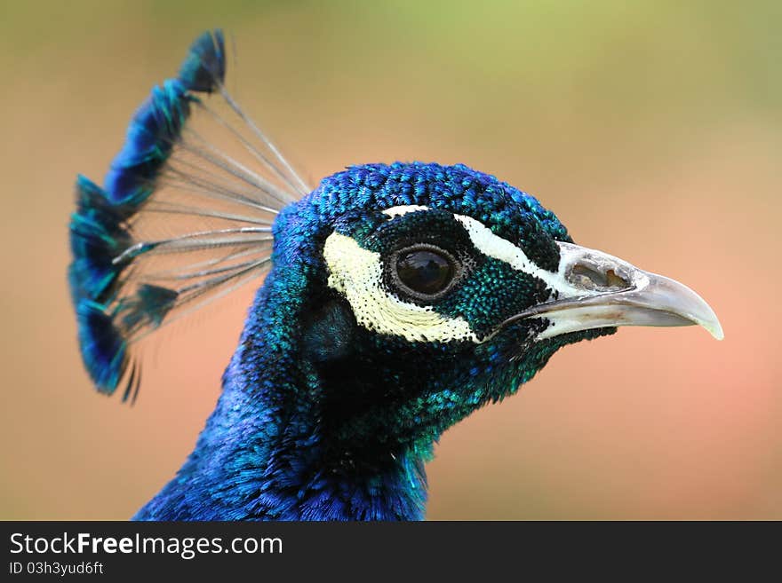 Peacock portrait