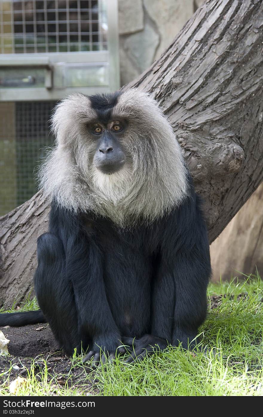 Lion-tailed macaque