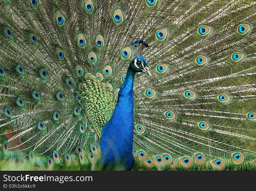 Peacock