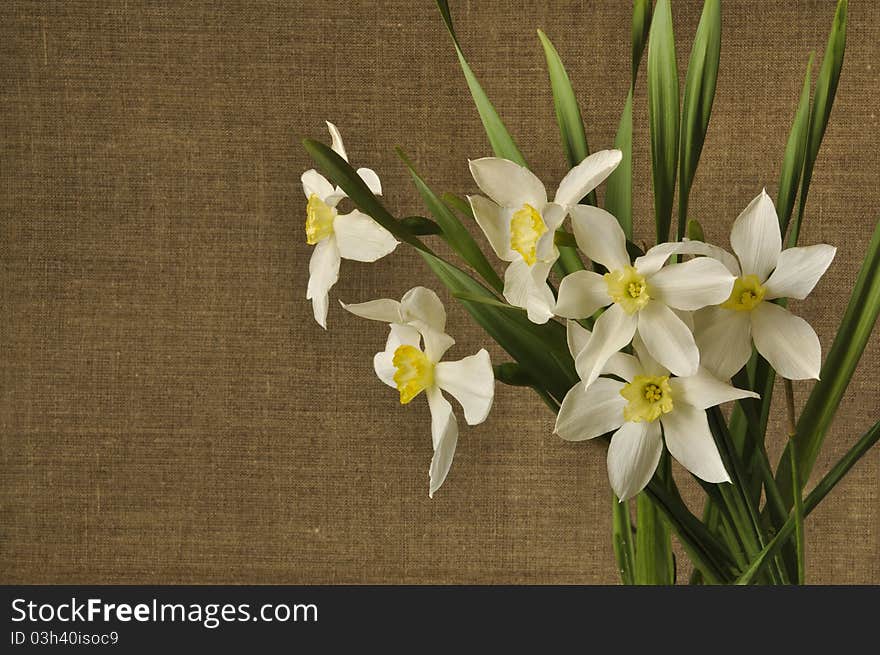 Bouquet of narcissuses