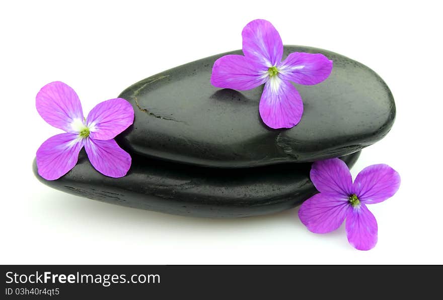 Stones with violet flowers close up