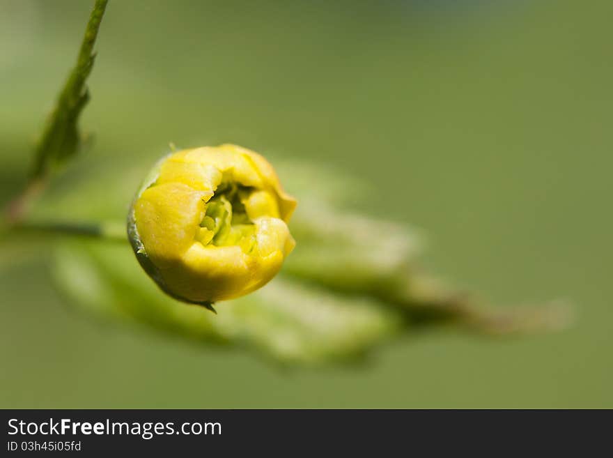 Soft-focus close-up of yellow flowers