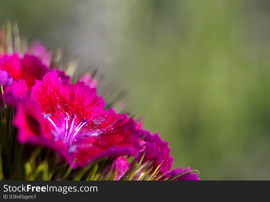 Red flower close up