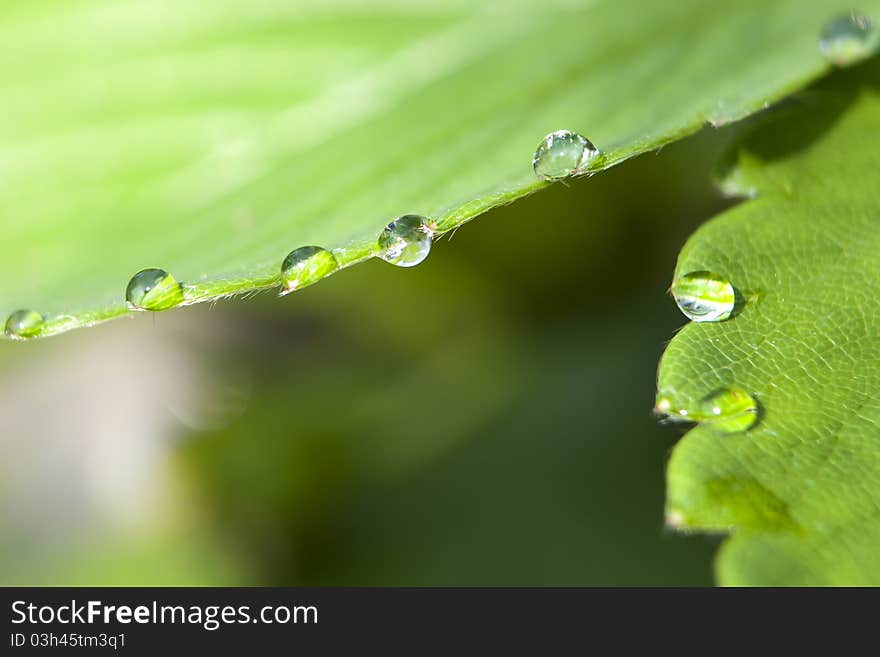 Green leaf with water drops