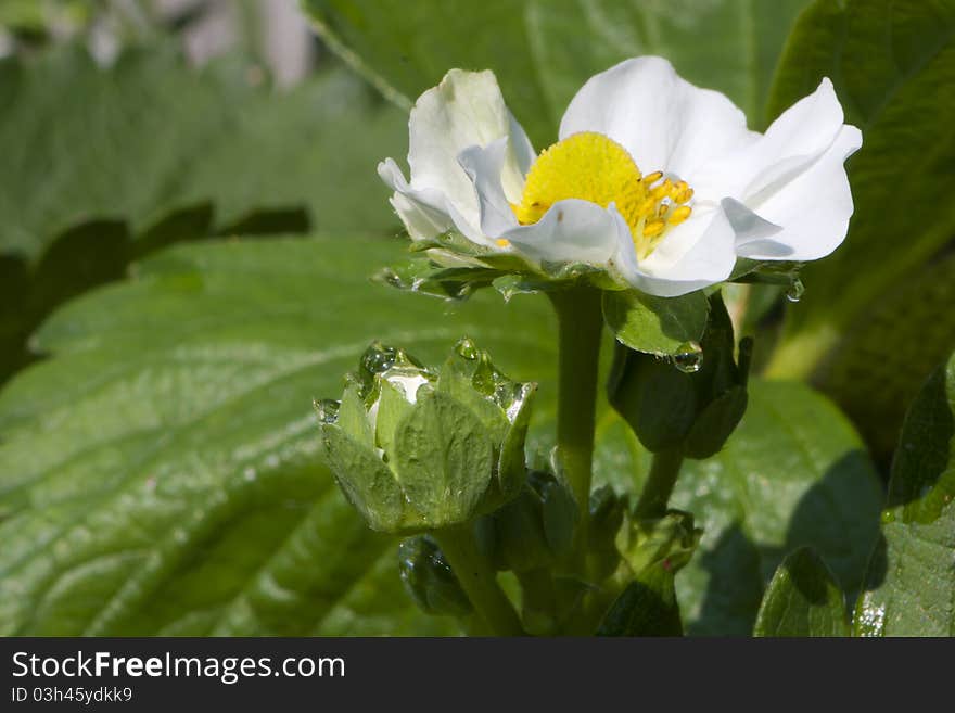 Strawberry, Flower