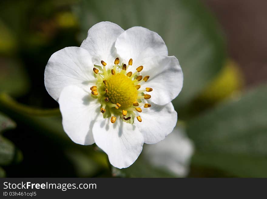 Strawberry flower, photo taken in natural environment. Strawberry flower, photo taken in natural environment