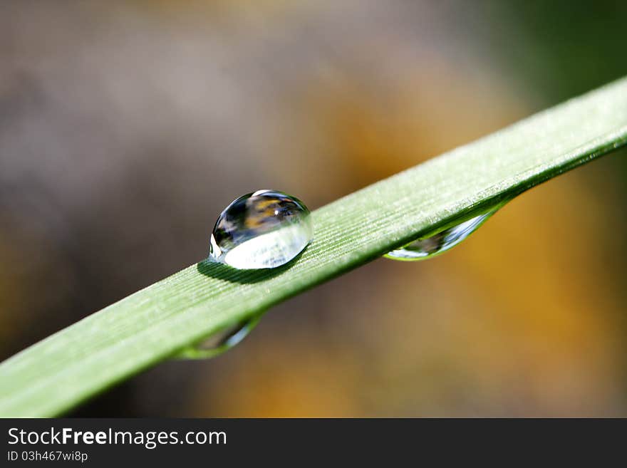 Water drops on the green grass, close-up