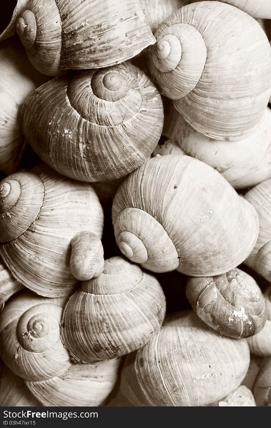 Snail Shells.