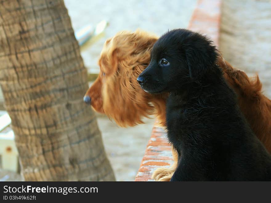 Small retriever and cocker spaniel