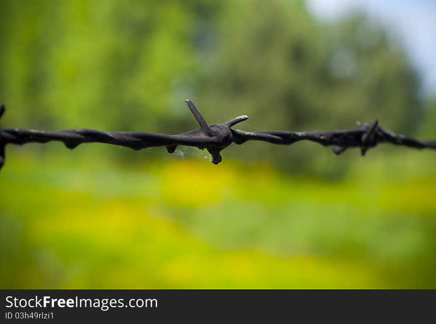 Close-up on a barbed wire