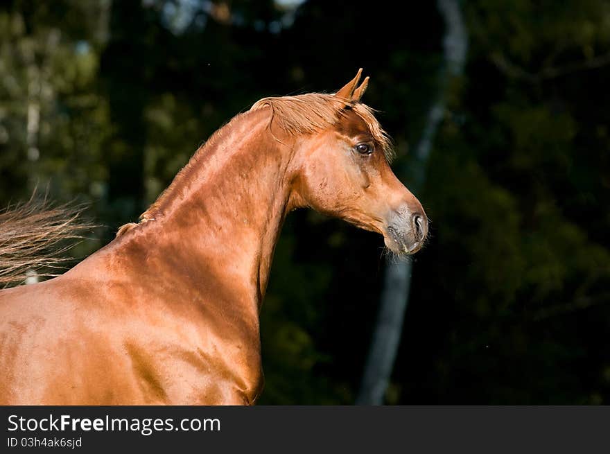 Chestnut arabian horse stallion portrait on the dark background