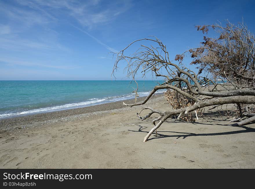 Trunk on the beach