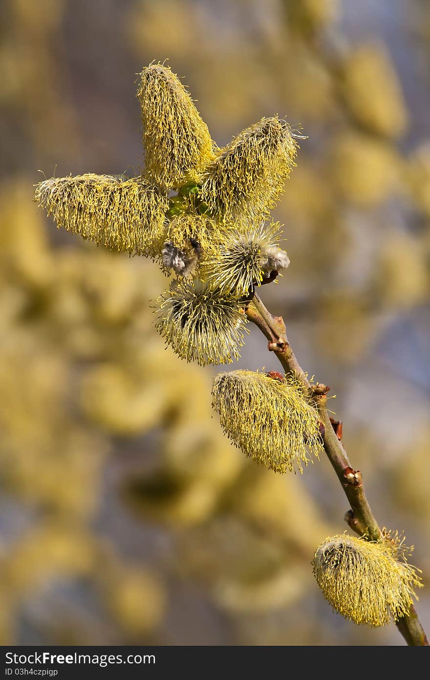 New hazel catkins in spring time