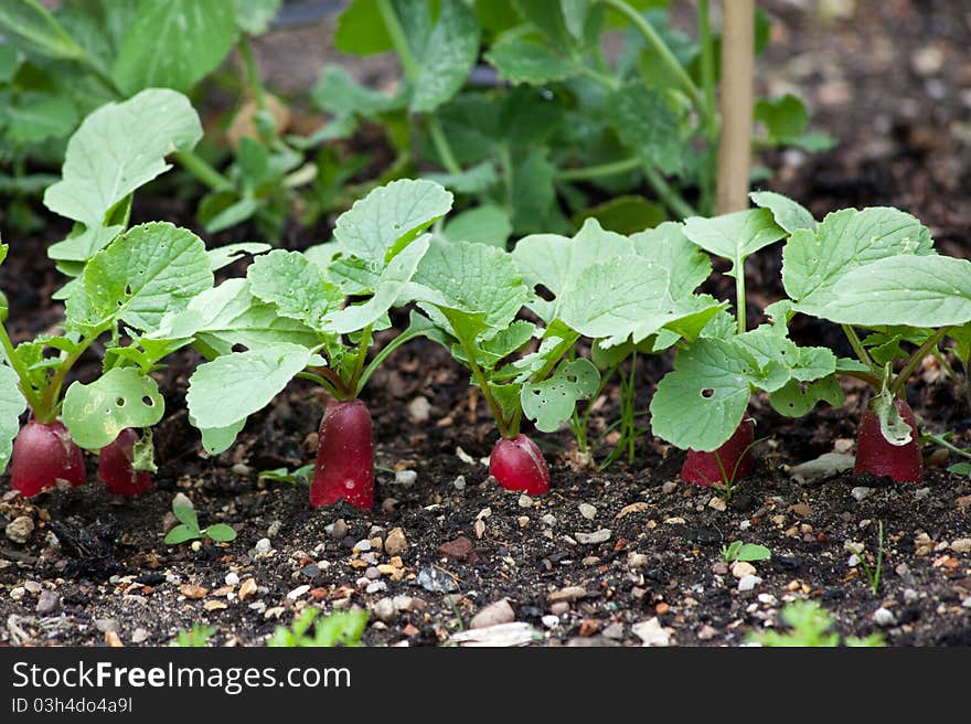 Radish plants growing in soil