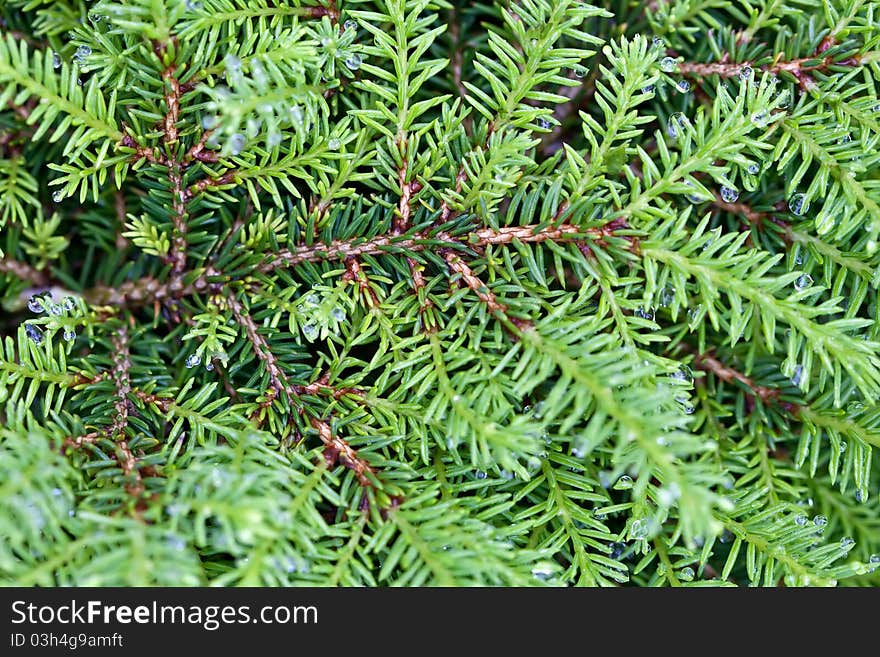 Background of green branches with needles fir tree