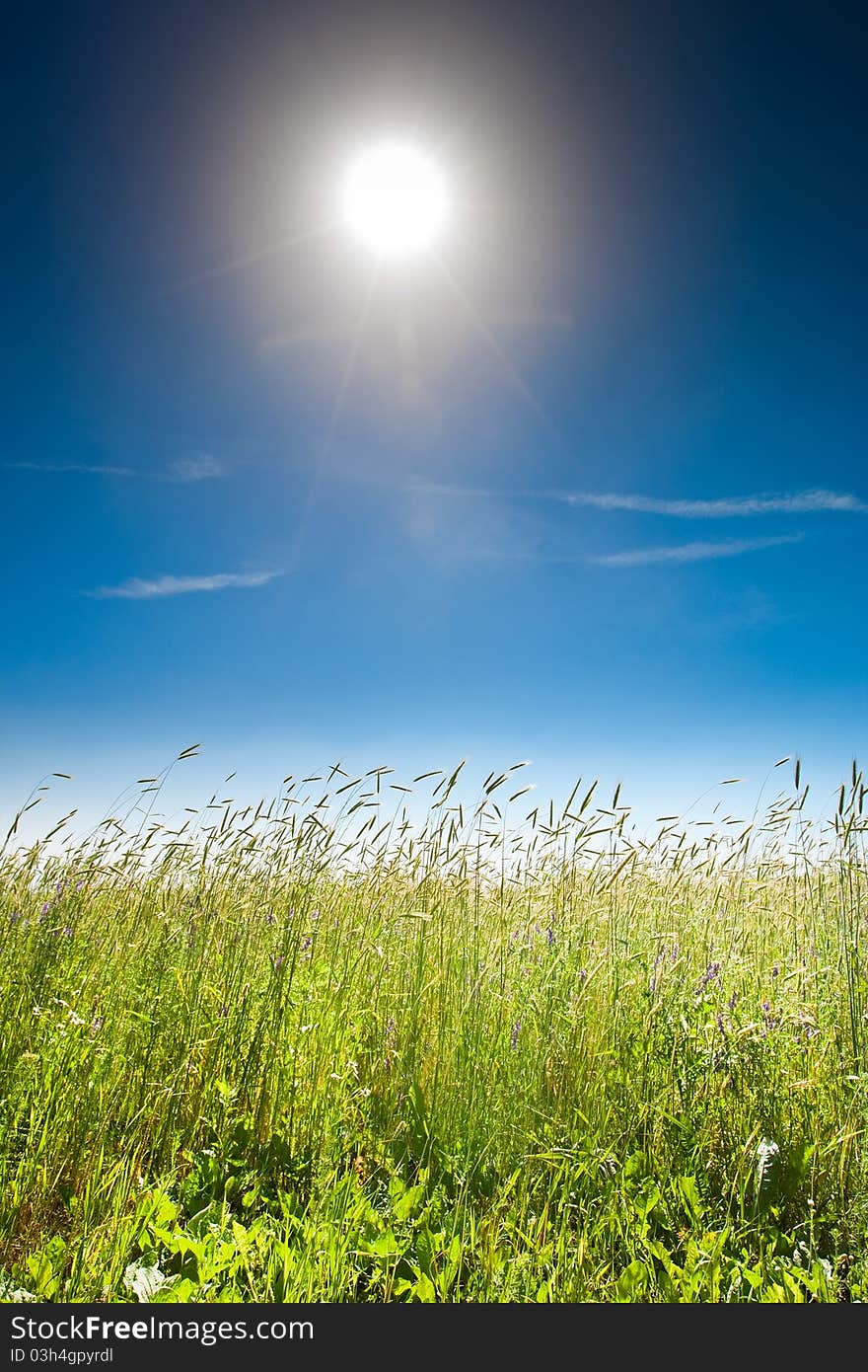 Green grass field under a blue bright sky. Green grass field under a blue bright sky