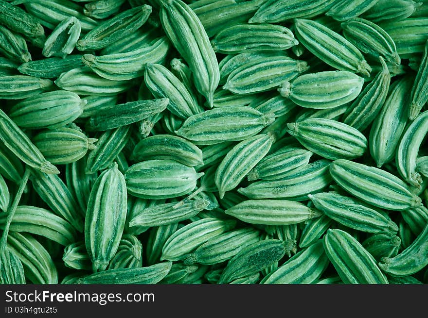 Fennel texture