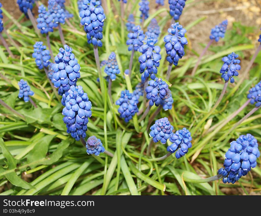 Modric flowering on a garden