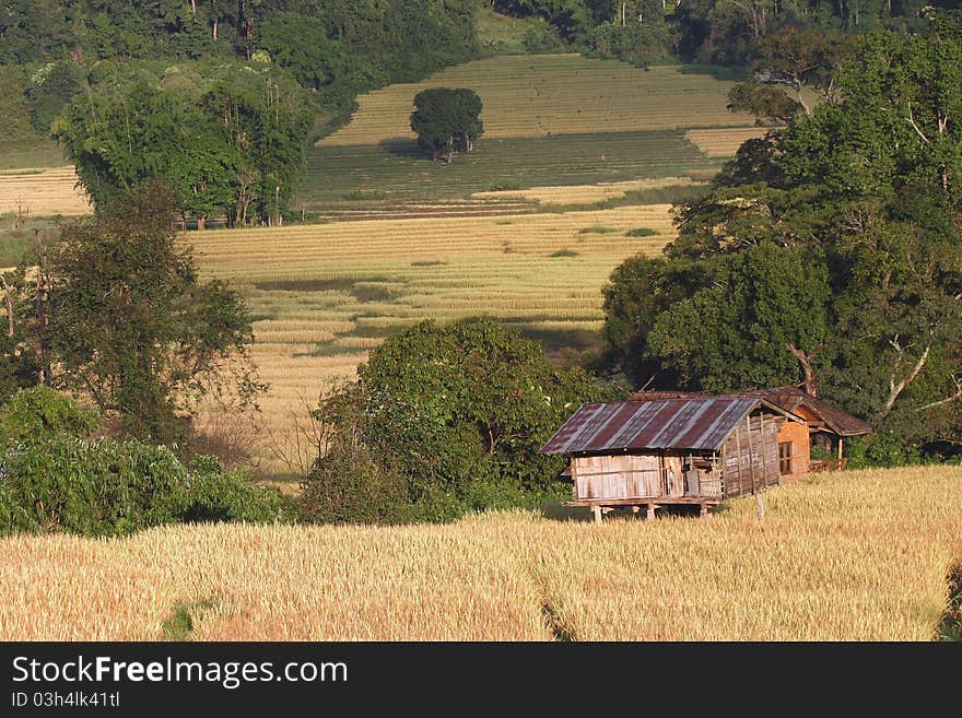 Farm house at rice field ,thailand