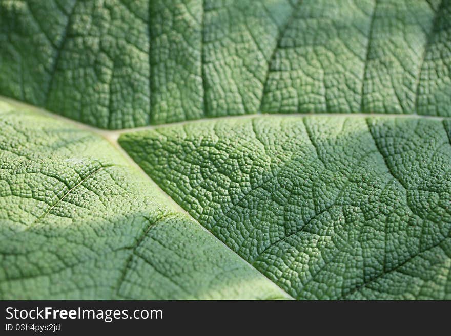 Leaf Structure