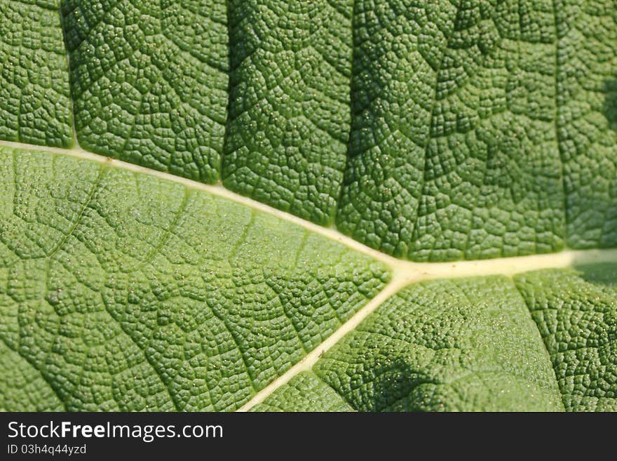 An macro leafe structure shot. An macro leafe structure shot