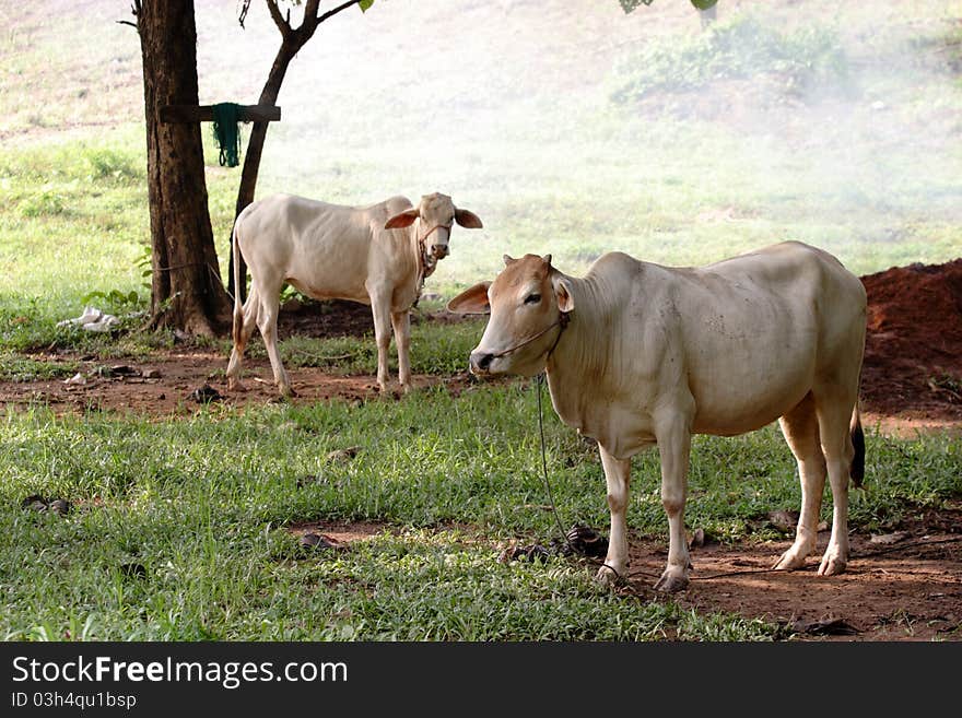 White cows