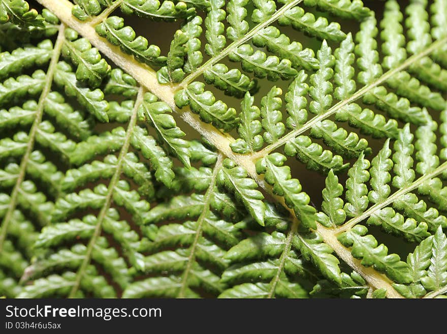 An macro fern structure shot. An macro fern structure shot