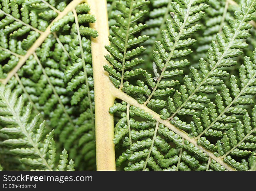 An macro fern structure shot. An macro fern structure shot