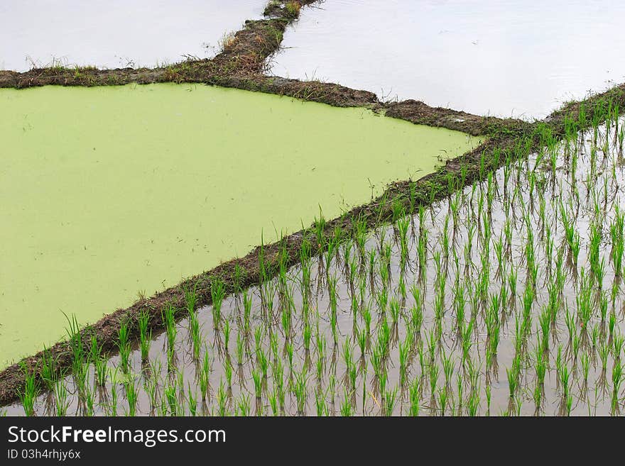 Rice plant prepare