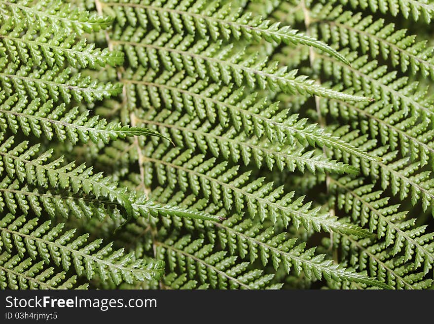 An macro fern structure shot. An macro fern structure shot