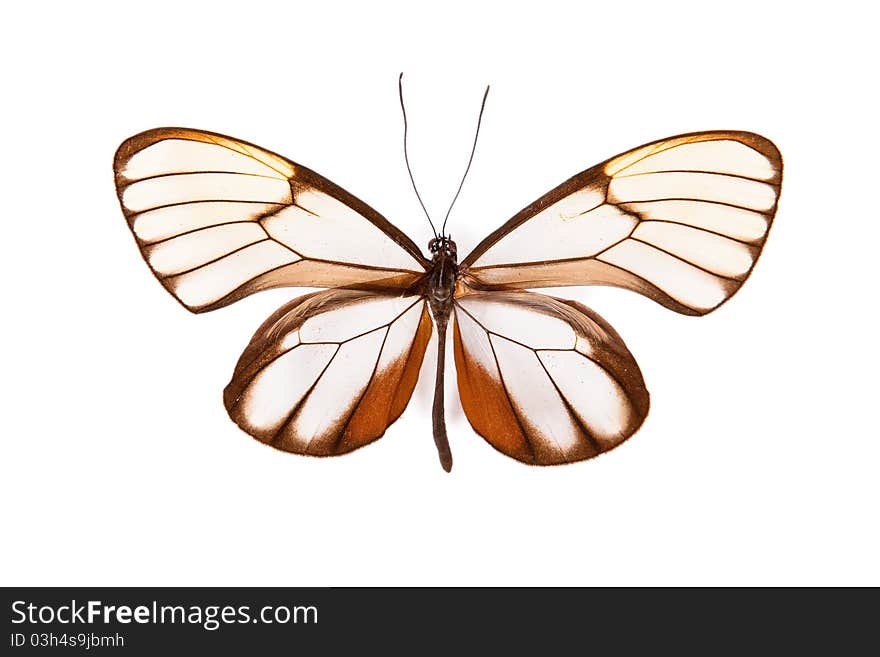 Brown and white butterfly Godyris duilia isolated on white background