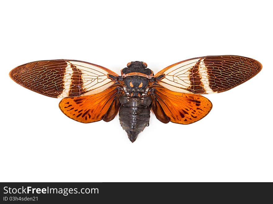 Red and brown cicada Anganiana flordula