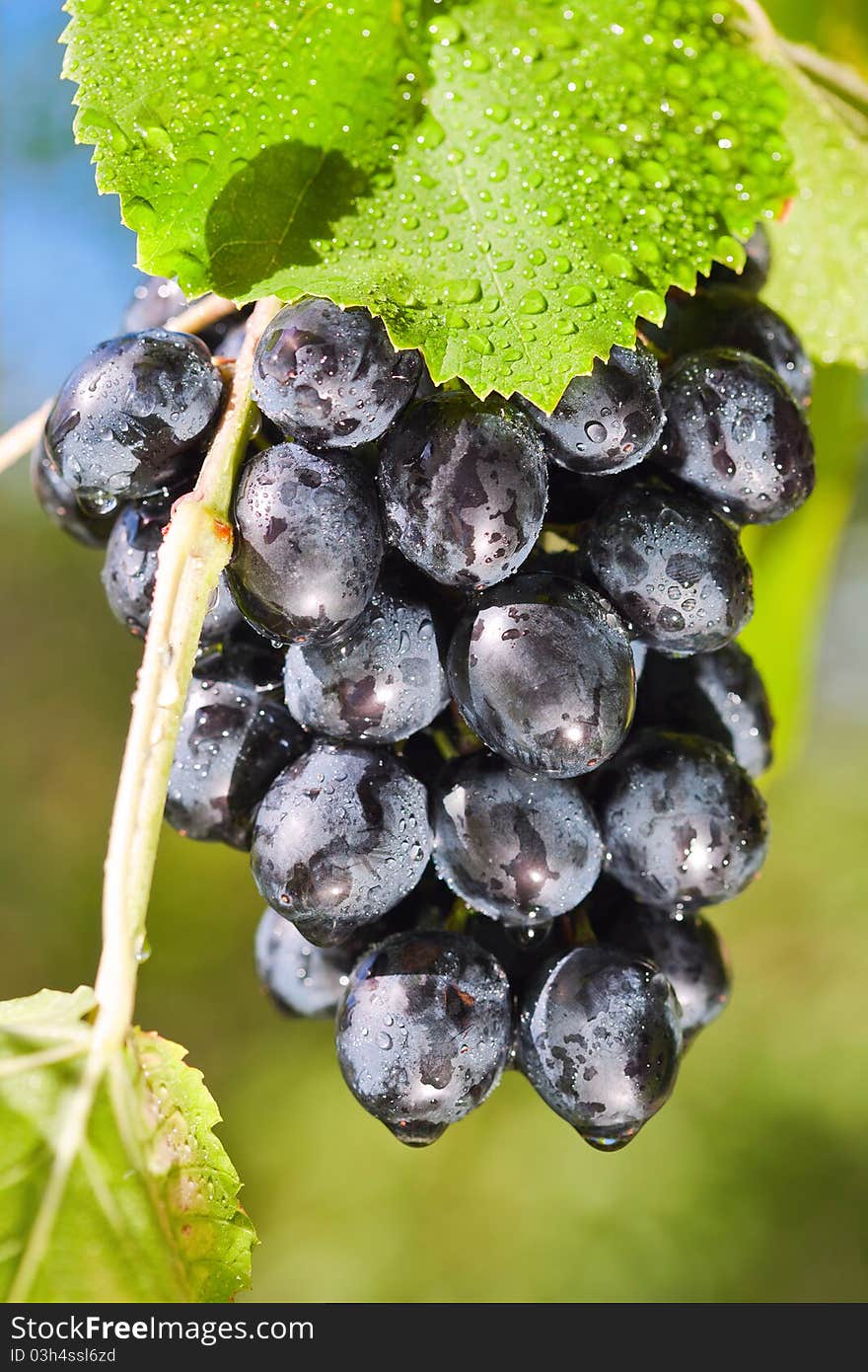 Sunny, Dewy Grapes.