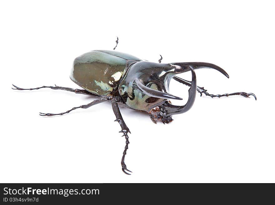 Black big beetle Chalcosoma caucasus isolated