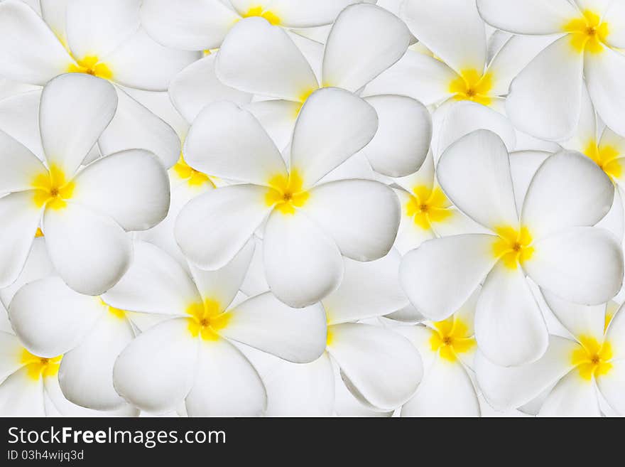 White plumeria flower as background