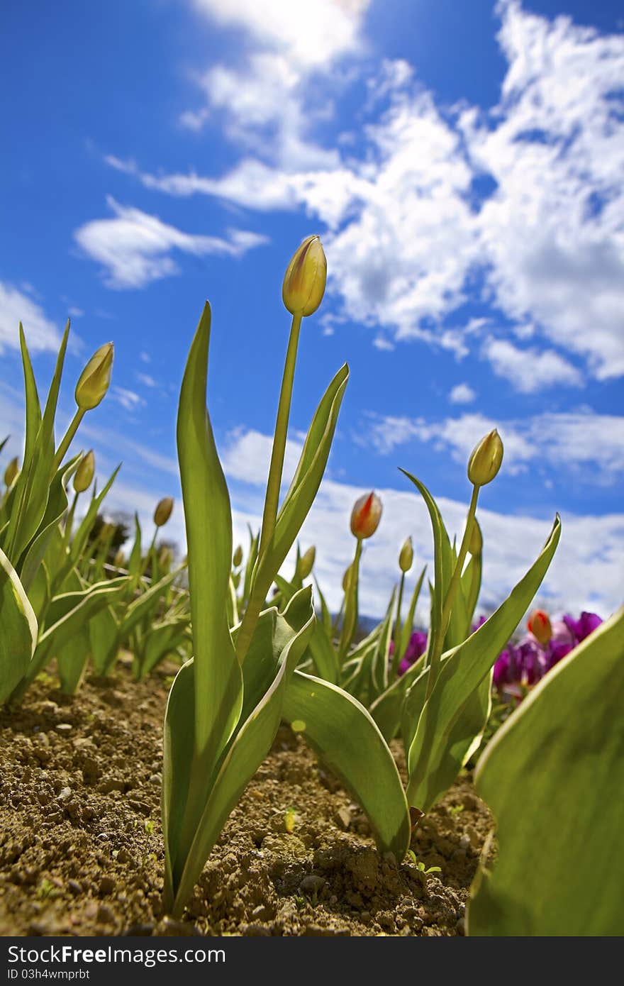 Beautiful red tulip blooms against a blue sky. Beautiful red tulip blooms against a blue sky