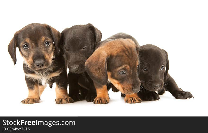 Dachshund puppies moving backward, isolated on white. Dachshund puppies moving backward, isolated on white