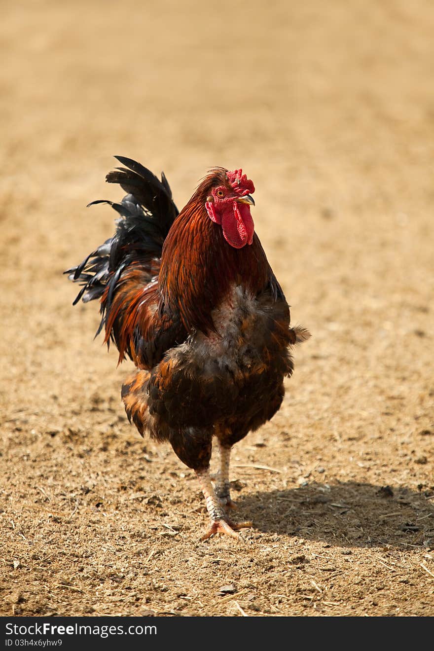 Front view of beautiful rooster