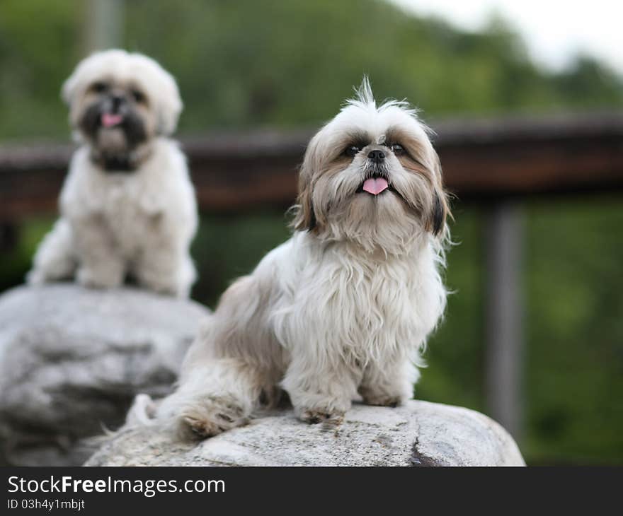 Cute funny shih tzu breed dog outdoors in a park